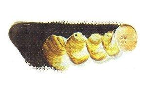 Mazda Quick Oil Paint No. 6 20mL, 64 Colors Total