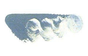 Mazda Super Oil Paint Single Color No. 6 20mL - 101 Colors Total