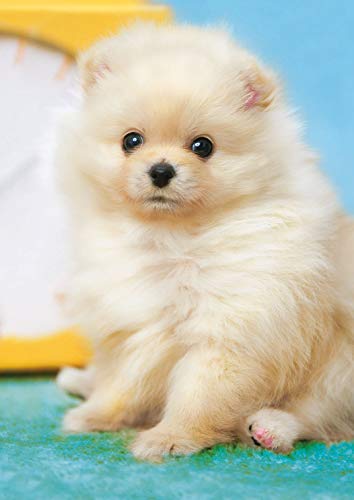 EPOCH 108-Piece Jigsaw Puzzle: Animals/Pets - Dog: Fluffy Pomeranian (18.2×25.7cm) 01-071 Includes Glue, Spatula, and Point Card