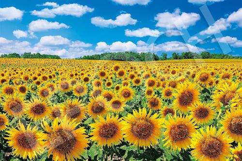 EPOCH 1000-Piece Jigsaw Puzzle: Japanese Scenery - Sunflower Village Glowing in the Sunlight - Hokkaido (50×75cm) 09-029s Includes Glue, Spatula, and Point Card EPOCH