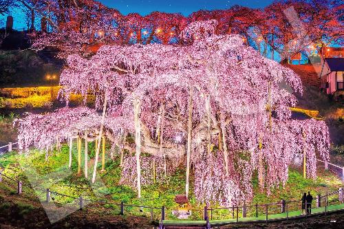 EPOCH 1000-Piece Jigsaw Puzzle: Japanese Scenery - Miharu's Waterfall Cherry Blossom - Fukushima (50×75cm) 09-058s Includes Glue, Spatula, and Point Card