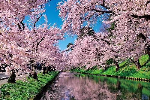 Yanoman 1000-Piece Jigsaw Puzzle: Japanese Scenery - Cherry Blossoms and Clouds at Hirosaki Park (Aomori) (50x75cm) 10-1455 Includes: Piece Request Postcard, Glue, Spatula, Service Card, Jigsaw Puzzle Instructions