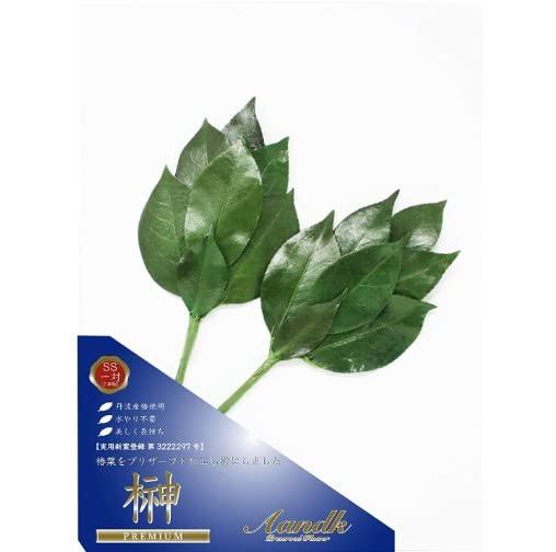 A&K Premium Sakaki Made with Premium Camellia Leaves from Tanba SS Size SKK-007SS