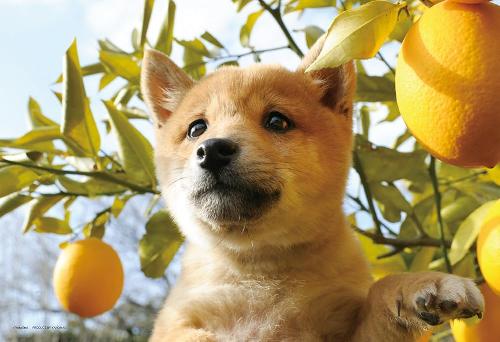 Yanoman 108-Piece Jigsaw Puzzle Large Pieces Dog Sniff Sniff! Nice Smell (26x38cm) 01-2095 Includes: Piece Request Postcard, Glue, Spatula, Service Card, Jigsaw Puzzle Instructions