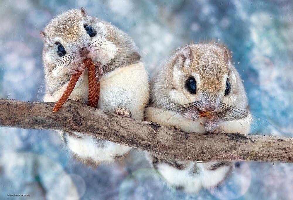 Beverly 300-Piece Jigsaw Puzzle: Munching Ezo Flying Squirrel (26×38 cm) 300-102
