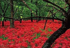 Yanoman 300-Piece Jigsaw Puzzle: Japanese Landscape - Kinchakuda Manjushage Park, Saitama (26x38cm) 03-944 Includes: Piece Request Postcard, Glue, Spatula, Service Card, Jigsaw Puzzle Instructions
