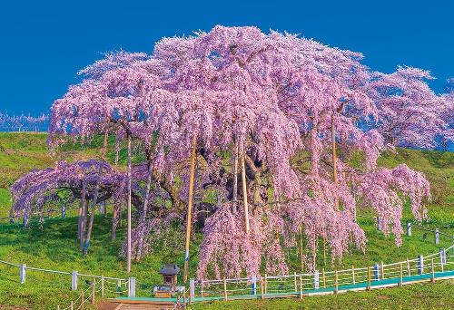 Yanoman 300-Piece Jigsaw Puzzle: Japanese Scenery - Blossoming Miharu Taki Cherry Tree, Fukushima (26x38cm) 03-949 Includes: Piece Request Postcard, Glue, Spatula, Service Card, Jigsaw Puzzle Instructions