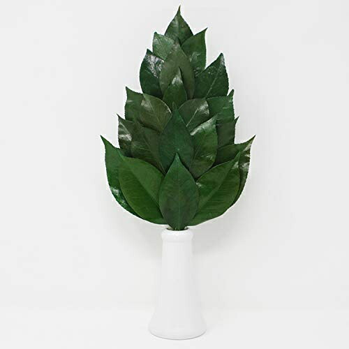 A&K Premium Sakaki Made with Premium Camellia Leaves from Tanba M Size (Volume Type) SKK-006PV
