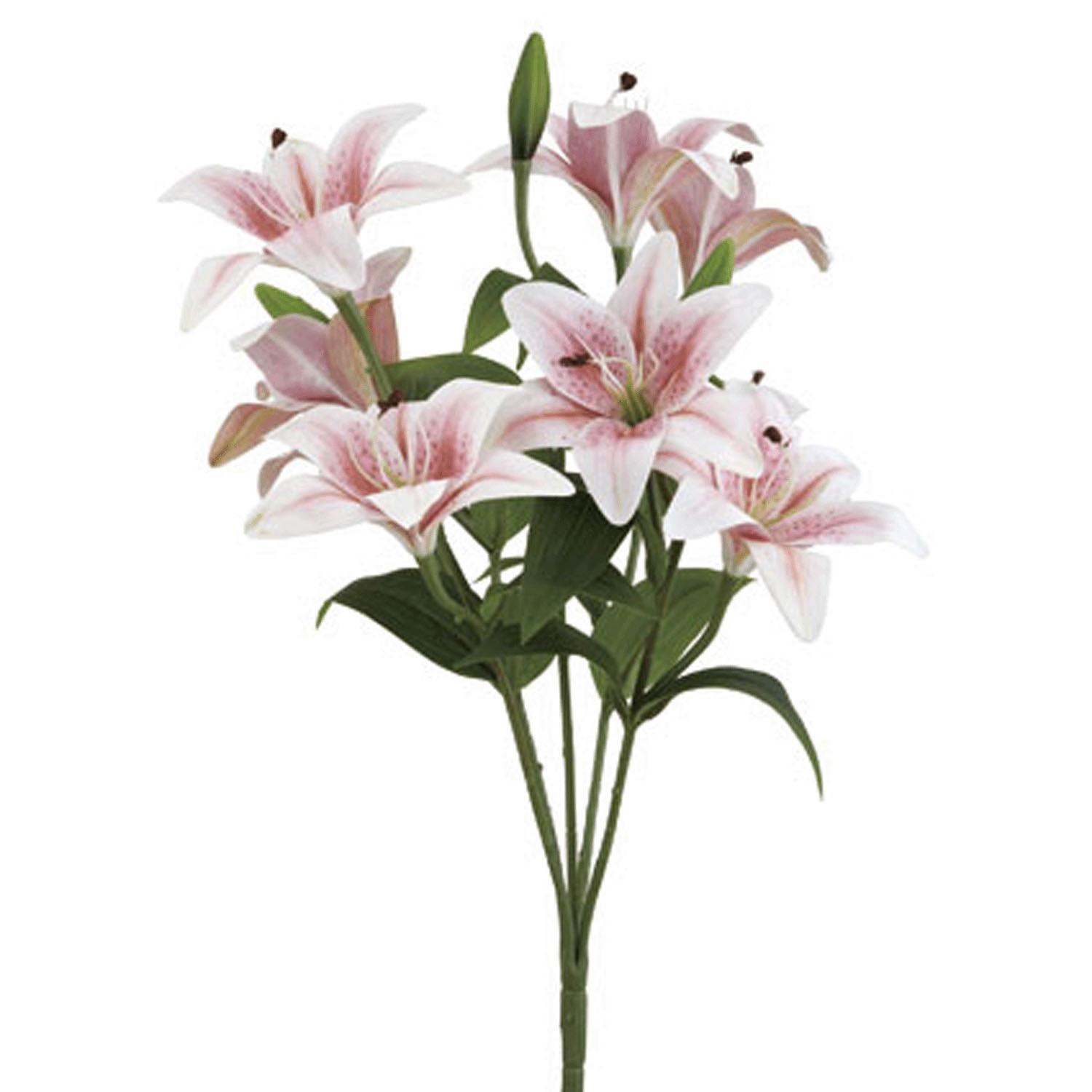 New Casablanca Bush ×9