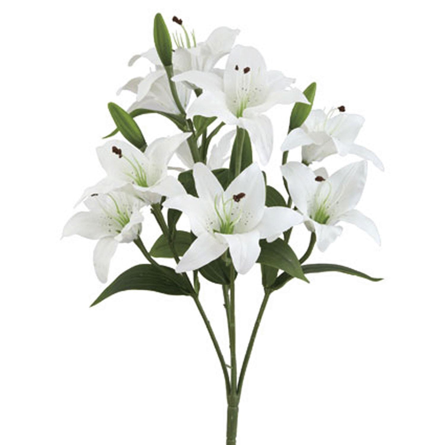 New Casablanca Bush ×9