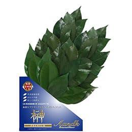 A&K Premium Sakaki Made with Premium Camellia Leaves from Tanba M Size (Volume Type) Pair SKK-007PL