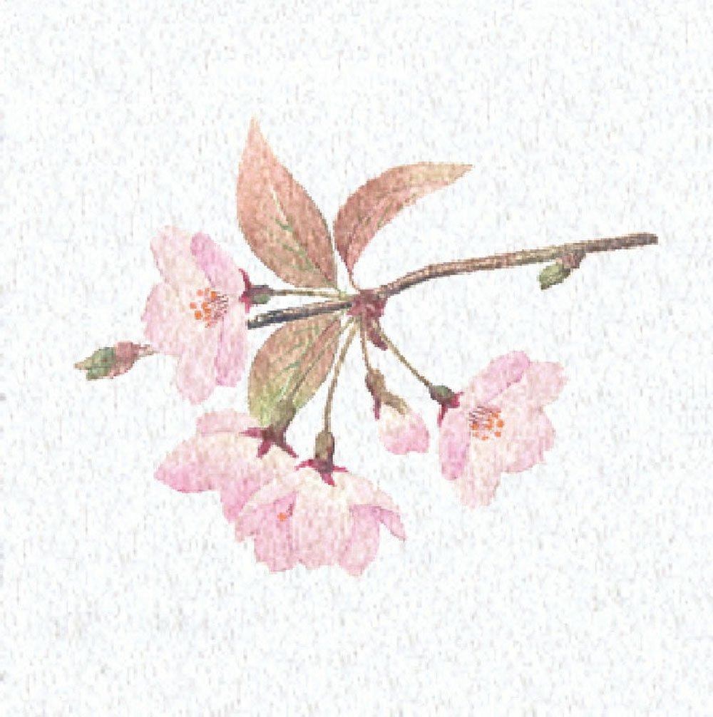 Yamaco Yumi Commercial Use Double-Sided Laminated Four Seasons Color Sheet Sakura (200 sheets) yamaco66366
