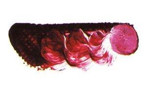 Mazda Super Oil Paint Single Color No. 6 20mL - 101 Colors Total