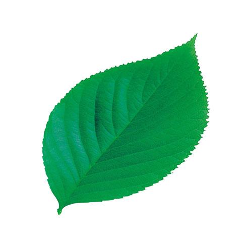 Yamaco Youbi Commercial PP Laminated Die-cut Mini Clear Sheet (approx. 5.8x10cm) Konoha Leaf 200pcs Business Supplies for Hotels, Ryokan, and Restaurants yamaco65782
