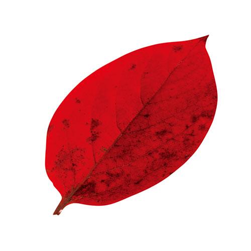 Yamaco Youbi Commercial PP Laminated Die-cut Mini Clear Sheet (approx. 5.9x10.4cm) Persimmon Leaf 200pcs Business Supplies for Hotels, Ryokan, and Restaurants yamaco65786
